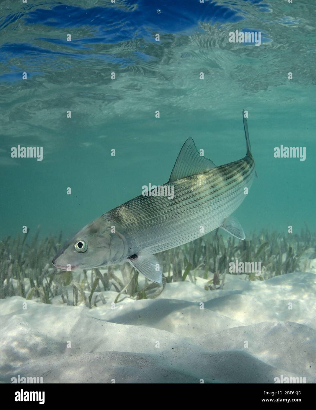 In seinem natürlichen Lebensraum ist ein Knochenfische im Rasen Wohnungen Ozean schwimmen. Stockfoto