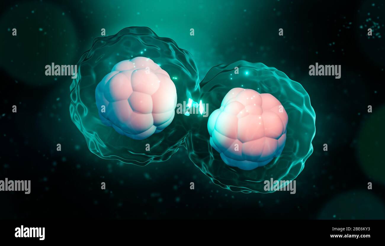 Abbildung der artisitischen 3D-Darstellung von Zellteilung, Mitose oder Meiose. Genetische Replikation von Zellen mit Zellkern, Membran und Zytoplasma. Genetik, Bi Stockfoto