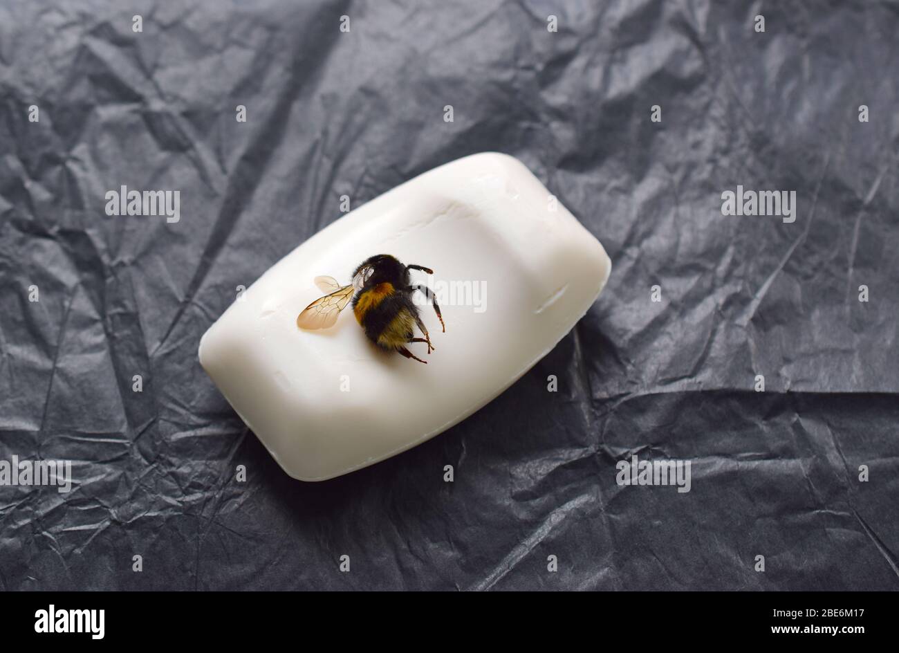 Echte Biene auf einem weißen Stück Seife auf schwarzem Hintergrund summt. Stockfoto