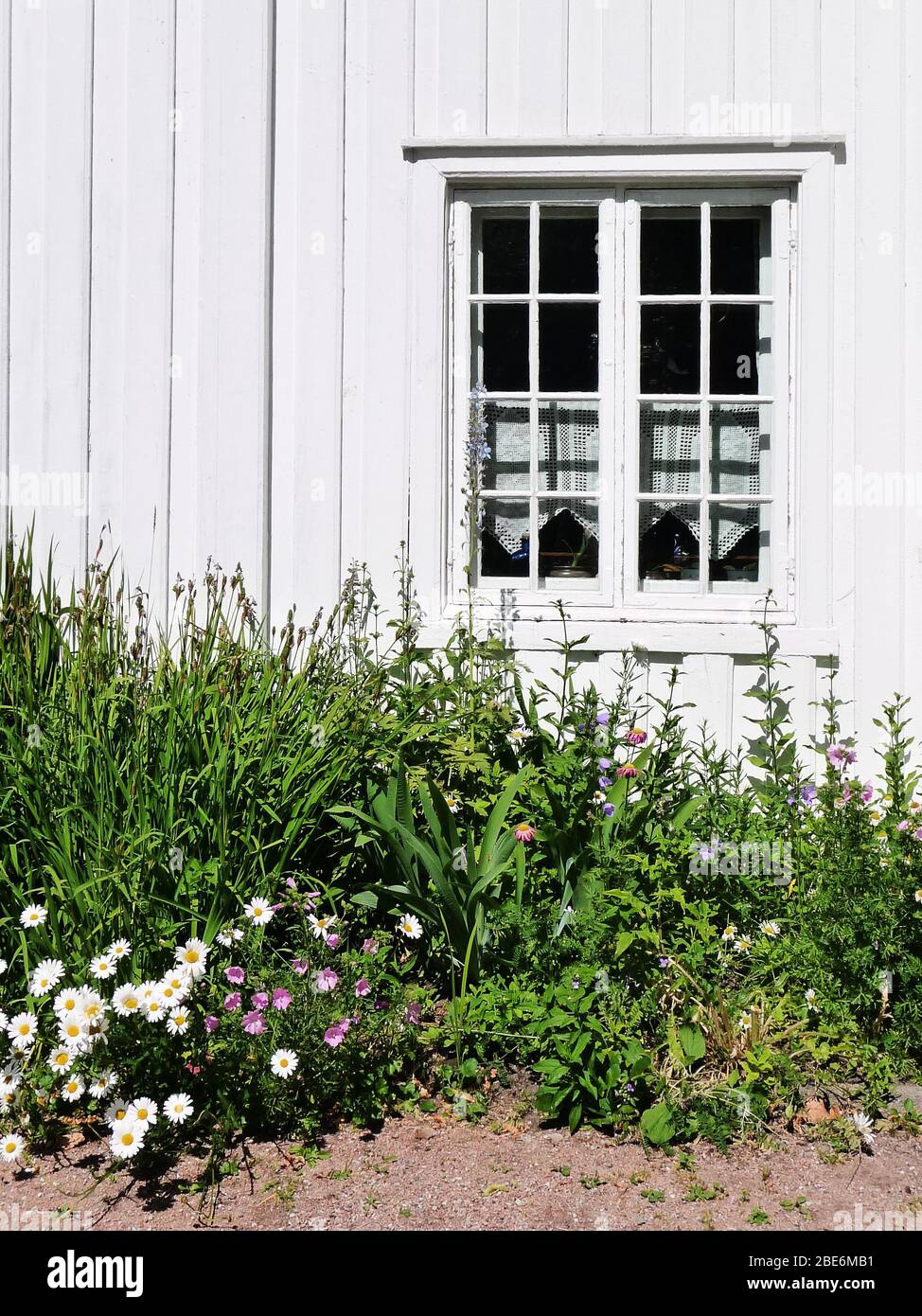 Grüne Pflanzen und Blumen wachsen vor der weißen Holzfassade mit einem Fenster, rustikale Aussicht Stockfoto