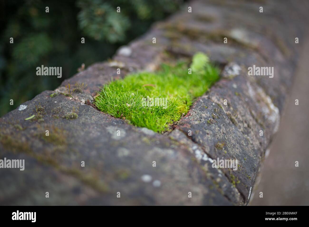 Grasfleck wächst in einer Steinmauer Stockfoto