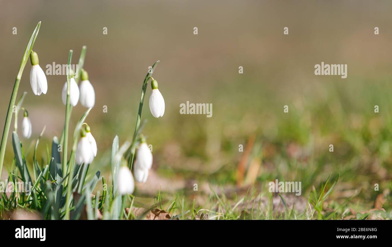Wechselnde Jahreszeiten in der Natur, Frühling. Blühende zarte Schneeglöckchen - Galanthus nivalis bei sonnigen Tag, weiche Fokus, Freiraum. Stockfoto