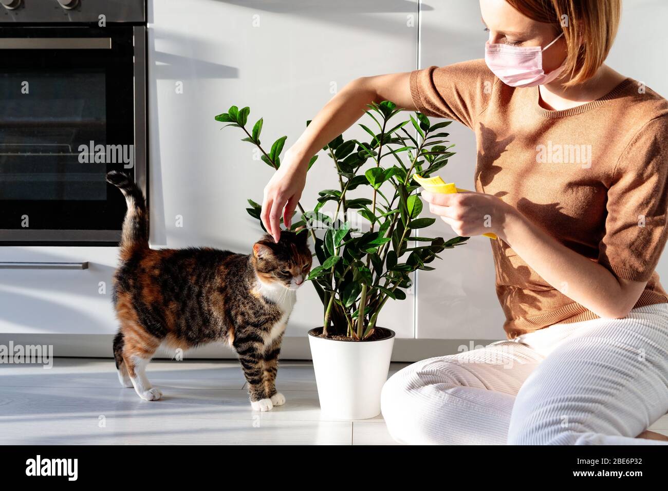 Frau Freelancer trägt Schutzmaske wird durch das Spiel mit der Katze abgelenkt, während der Quarantäne durch Korona den Staub von Hauspflanzenblättern abwischen Stockfoto