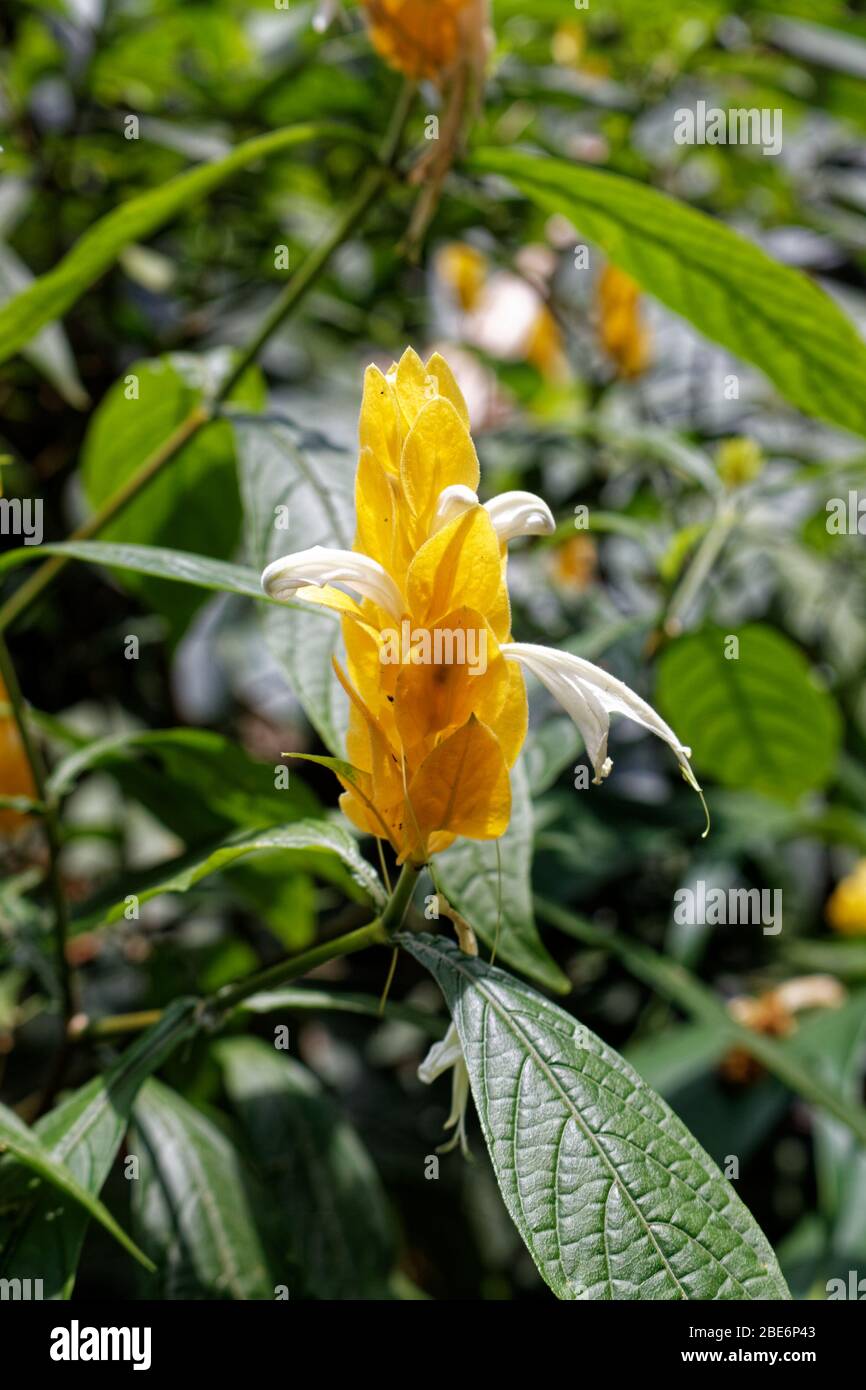 Lollipop Pflanze und goldene Garnelen Pachystachys lutea Ness Stockfoto