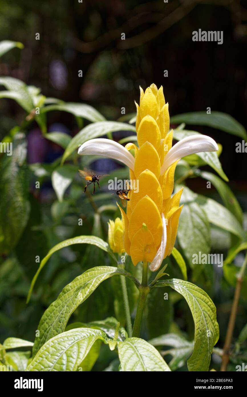 Lollipop Pflanze Pachystachys lutea und stachellose Bienen meliponine Stockfoto