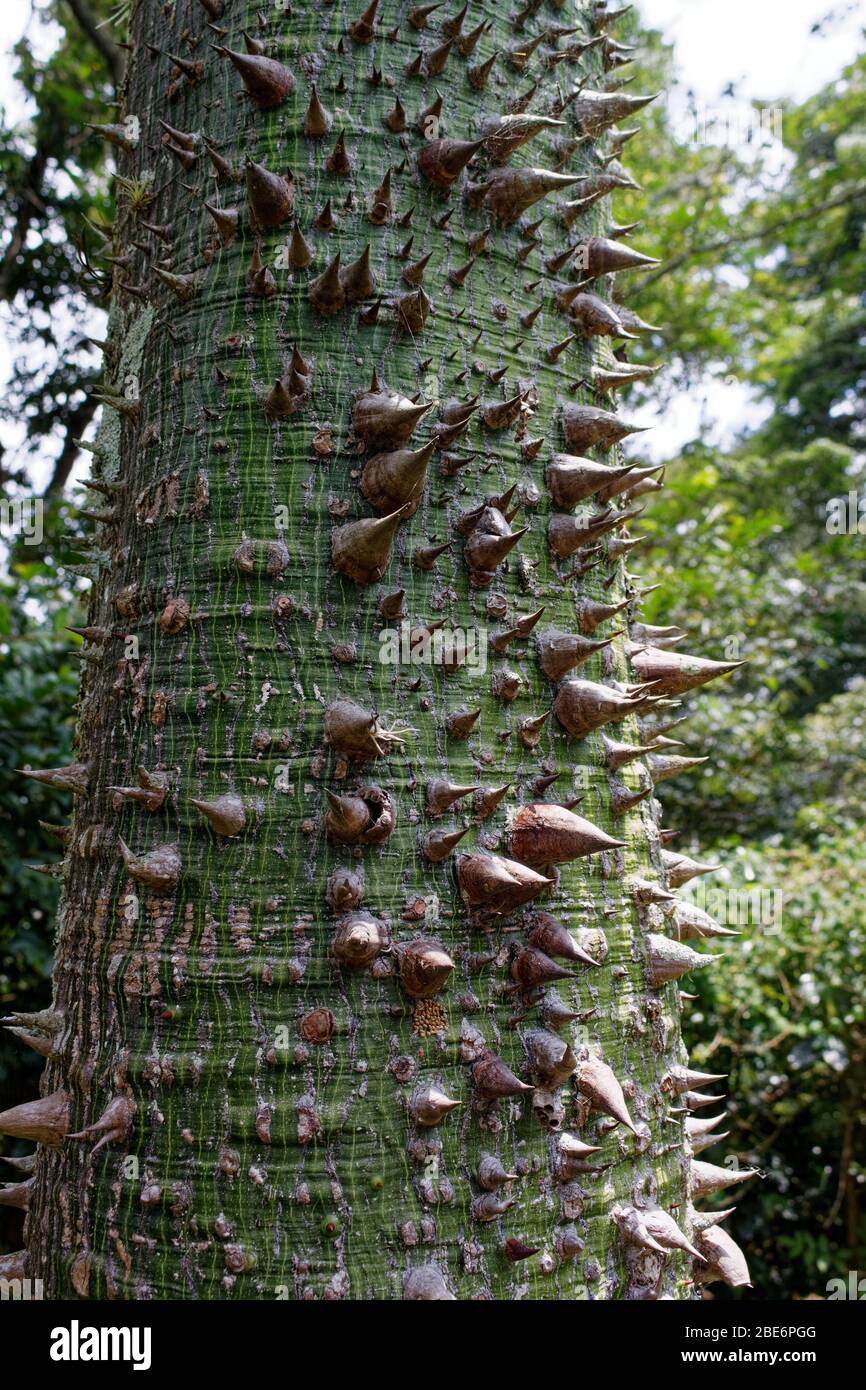 Der Seidenflossbaum (Ceiba speciosa, früher Chorisia speciosa) Stockfoto