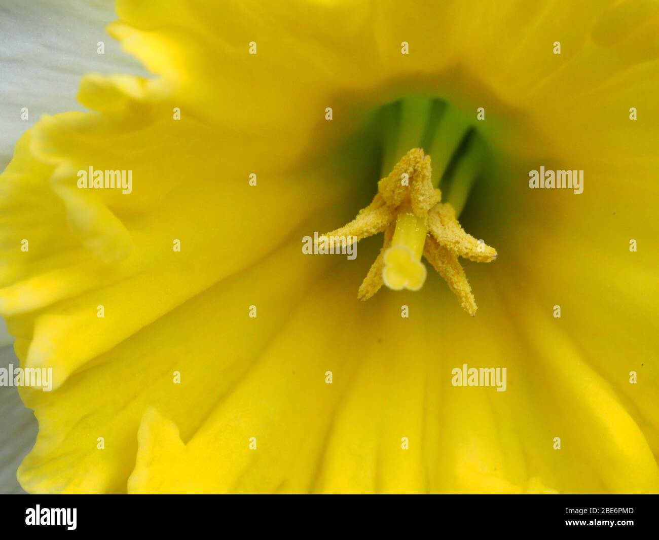 Makroaufnahme Von Frilly Daffodil Stockfoto