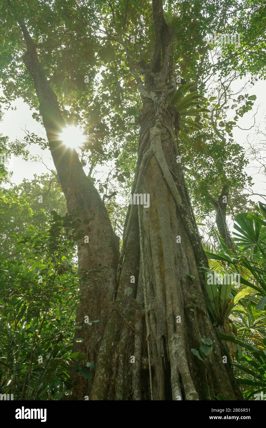 Großer großer großer Baum mit einem Sonnenlicht durchbricht in üppigen alten Wald viele Affen oben in Banten, Java, Indonesien. Schön zum Campen Stockfoto