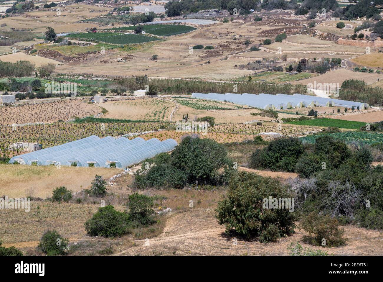 Landwirtschaft mit Weinbergen und Polytunnel im Norden Maltas Stockfoto
