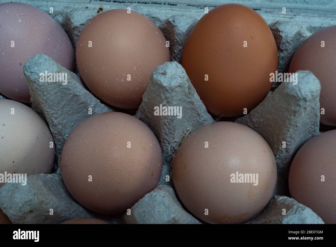 Eier von Freilandhennen im Garten. GROSSBRITANNIEN Stockfoto