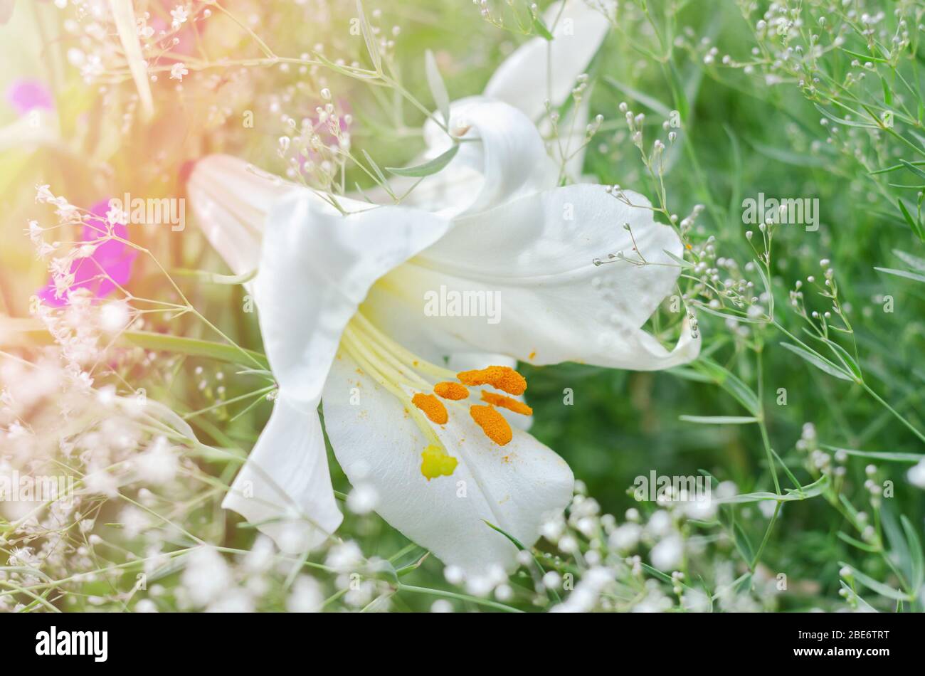 Weiße Lilien mit orangen Staubgefäßen auf grünem Hintergrund im Garten Stockfoto