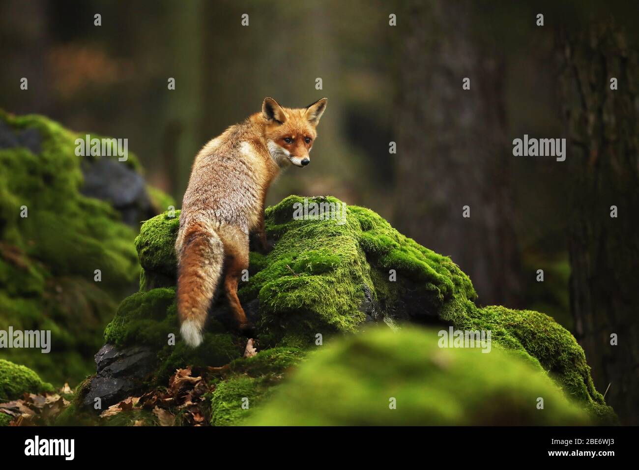 Rotfuchs, Vulpes vulpes im Frühlingswald. Schönes Tier im Naturraum. Wildlife Szene aus der wilden Natur. Stockfoto