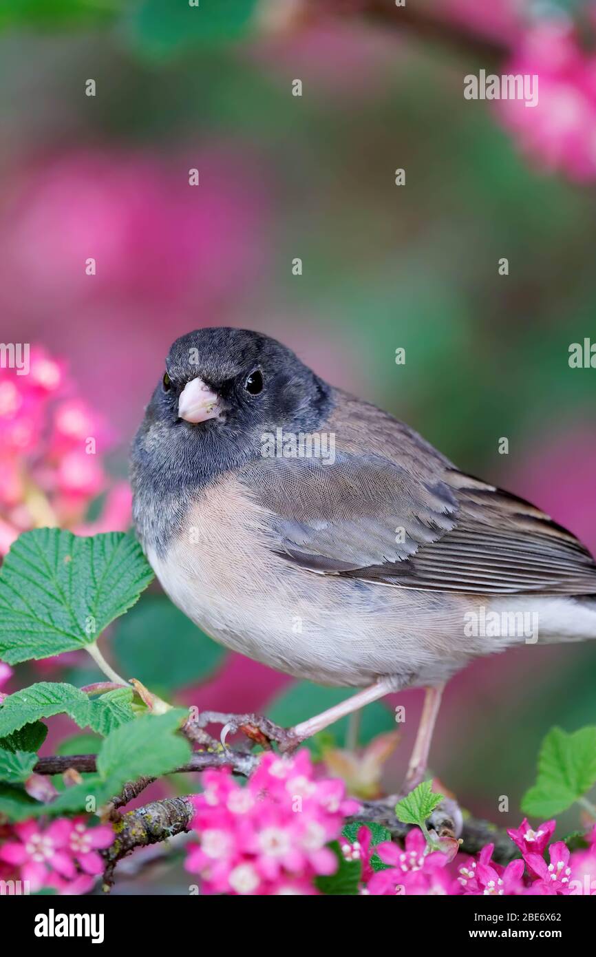 Die dunkeläugige Junco (Junco hyemalis) der Frau thront auf dem rosafarbenen, blühenden Dornbusch, Snohomish, Washington, USA Stockfoto