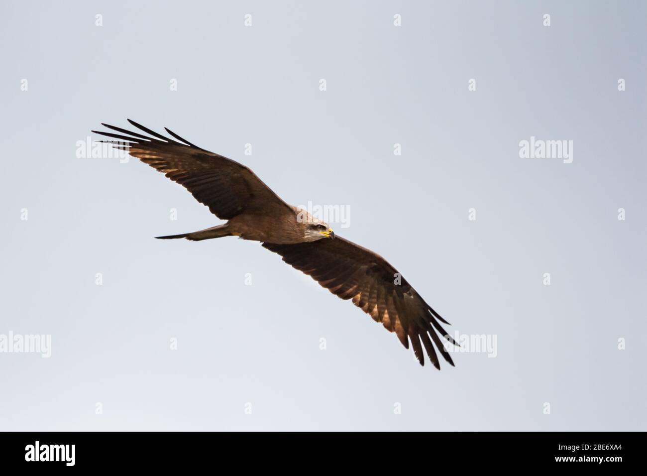 Ein fliegender schwarzer Drachen (Milvus migrans) in Covilhã, Zentrum Portugals. Stockfoto