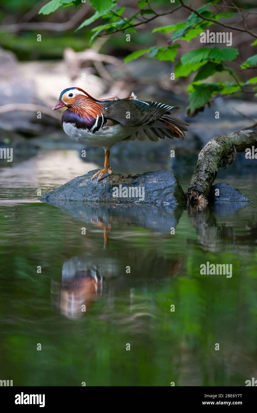 Männliche Madarin-Ente, Aix galericulata, am Ufer des Wassers, Wyre Forest, Worcestershire UK Stockfoto