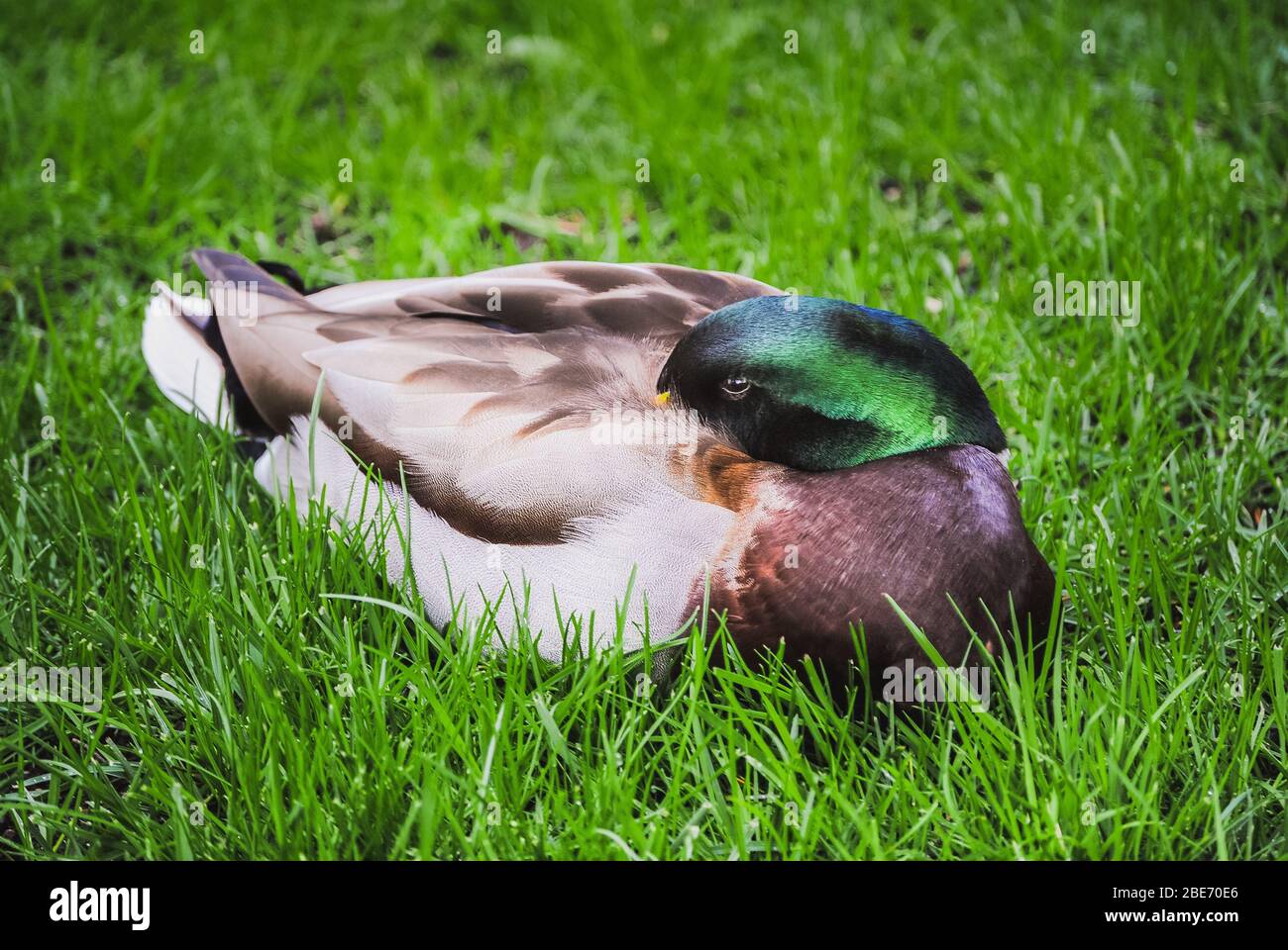 Ein Farbbild einer wilden Mallard-Ente, die auf dem Gras ruht (Anas platyrhynchos) Stockfoto