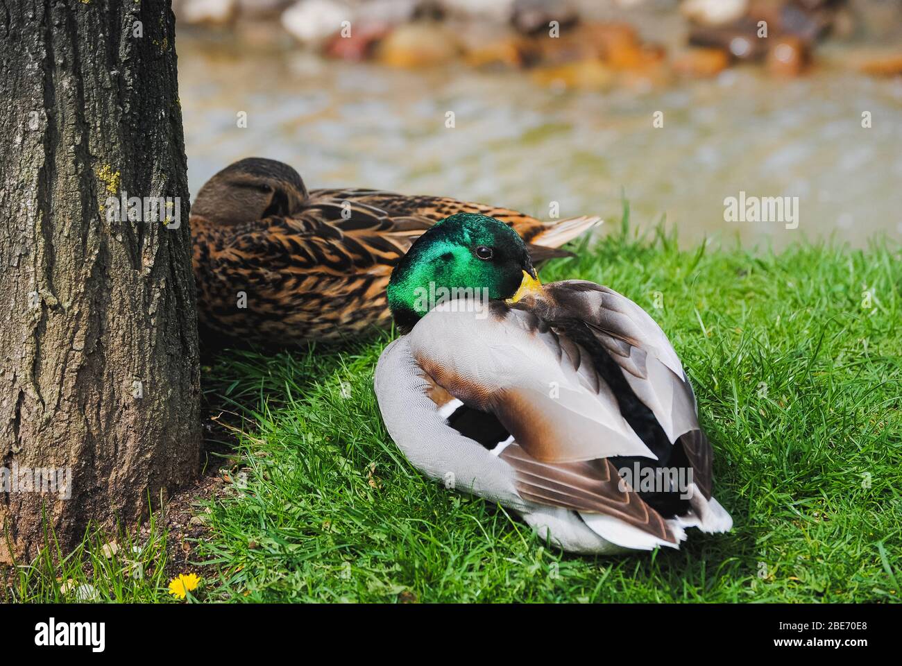 Ein Farbbild eines wilden Entenpaares, das zusammen auf dem Gras am Fluss ruht (Anas platyrhynchos) Stockfoto