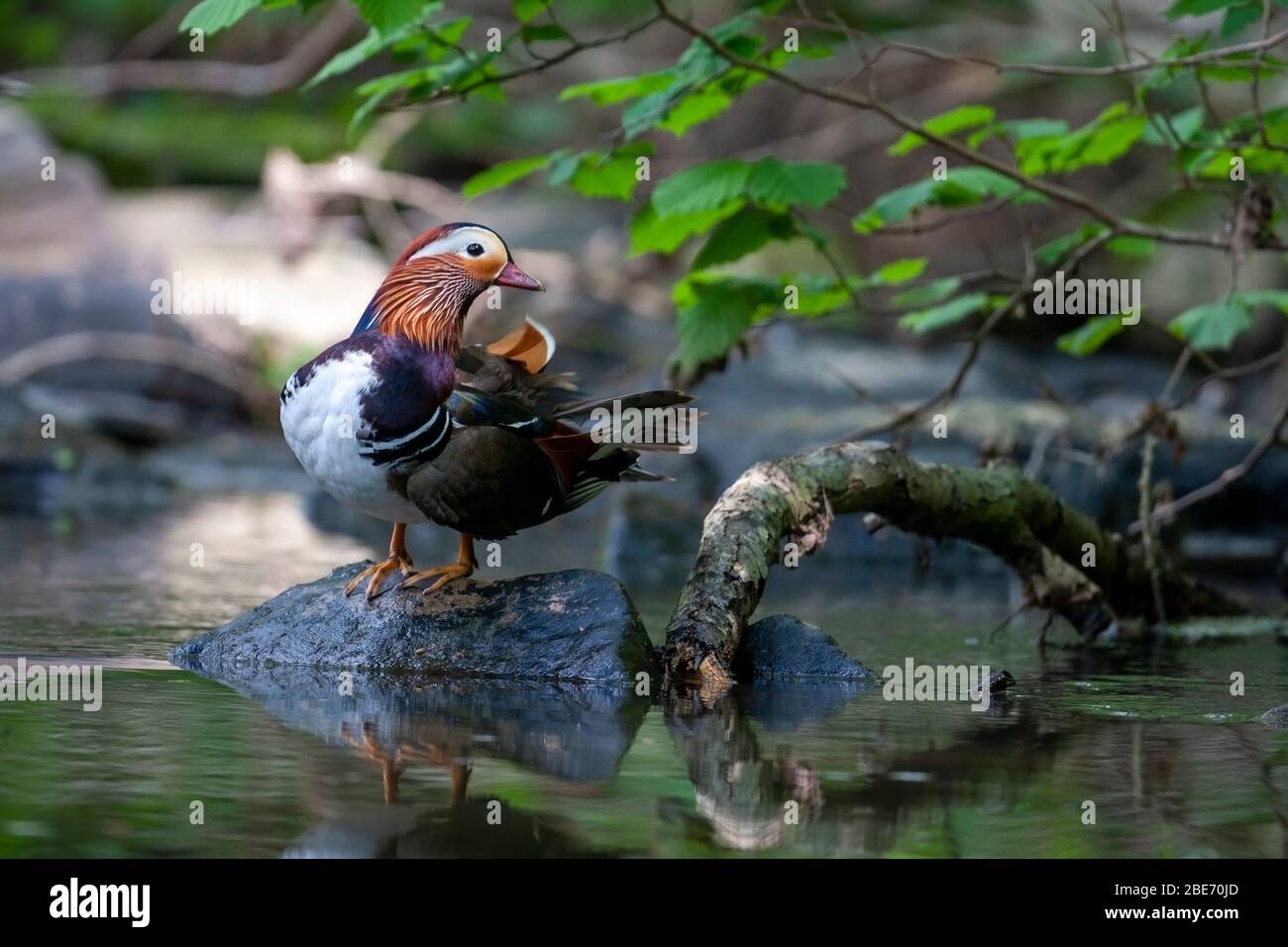 Männliche Madarin-Ente, Aix galericulata, am Ufer des Wassers, Wyre Forest, Worcestershire UK Stockfoto