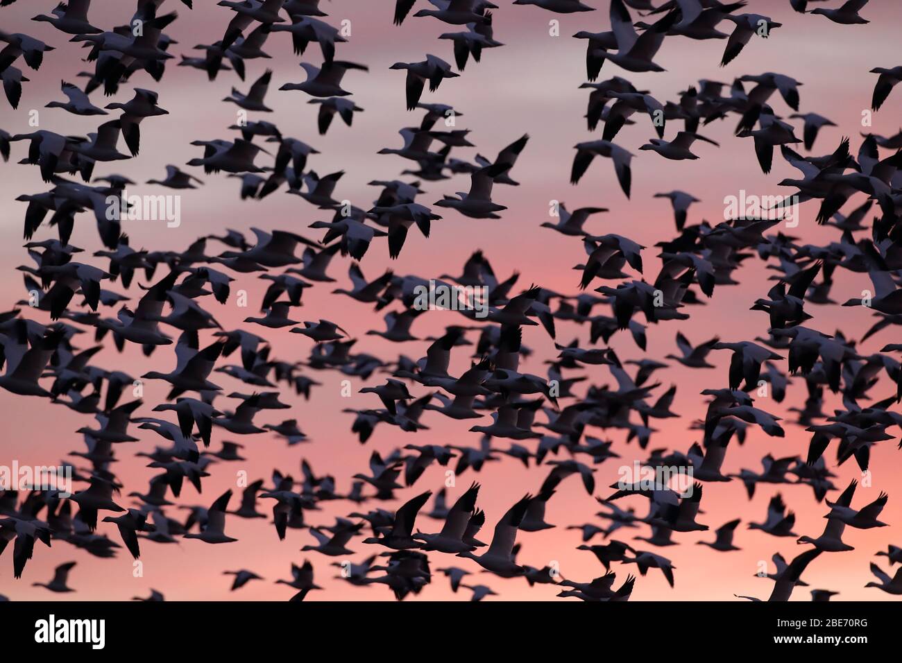 Schneegänse in der Morgendämmerung, Bosque del Apache, USA Stockfoto