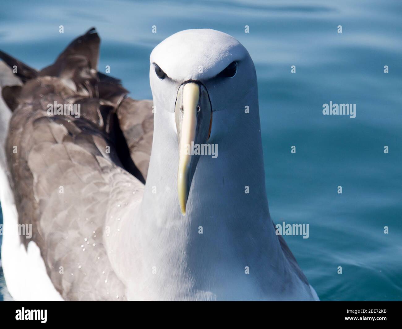 Salvin's Albatross (Thalassarche salvini) (Mollymawk) aus Kaikoura, Neuseeland Stockfoto