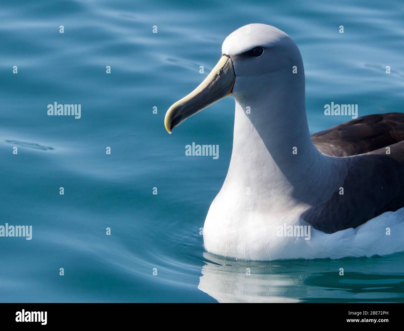 Salvins Albatross (Thalassarche salvini) (Mollymawk) auf ruhigem Wasser mit Platz für Text aus Kaikoura, Neuseeland Stockfoto