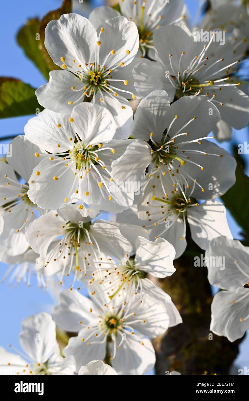Zarte weiße Kirschblüte im Frühling. Stockfoto