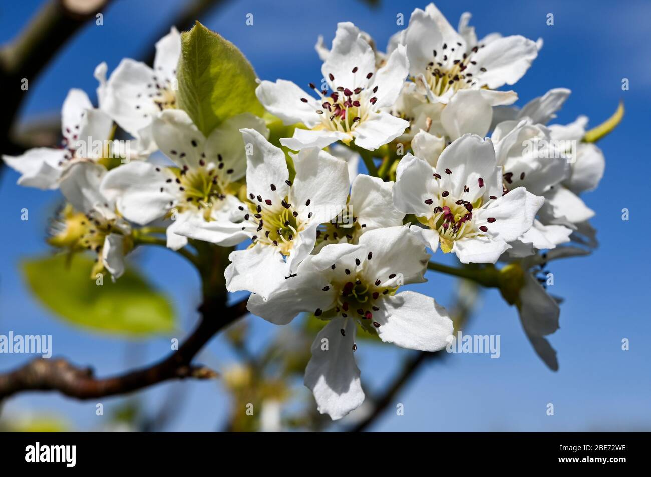 Weiße chinesische Birnenblüte, Pyros pyrifolia, gegen einen blauen Himmel. Stockfoto