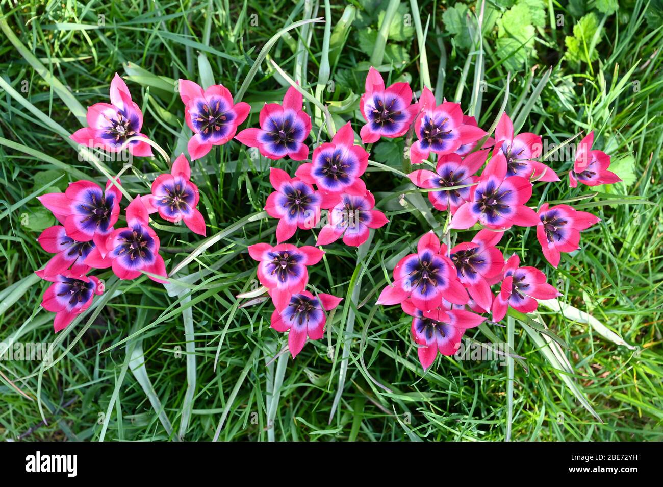 Die bunte Zwergart Tulpe 'Little Beauty', leuchtend fuchsienrot mit blauem Zentrum. Stockfoto