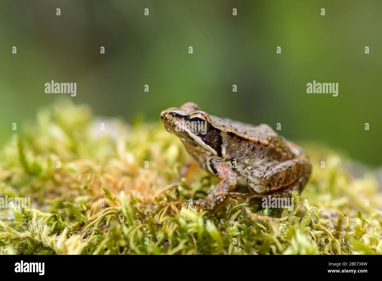 Iberischer Frosch (Rana iberica), ein endemisches Amphibien der Iberischen Halbinsel. Stockfoto