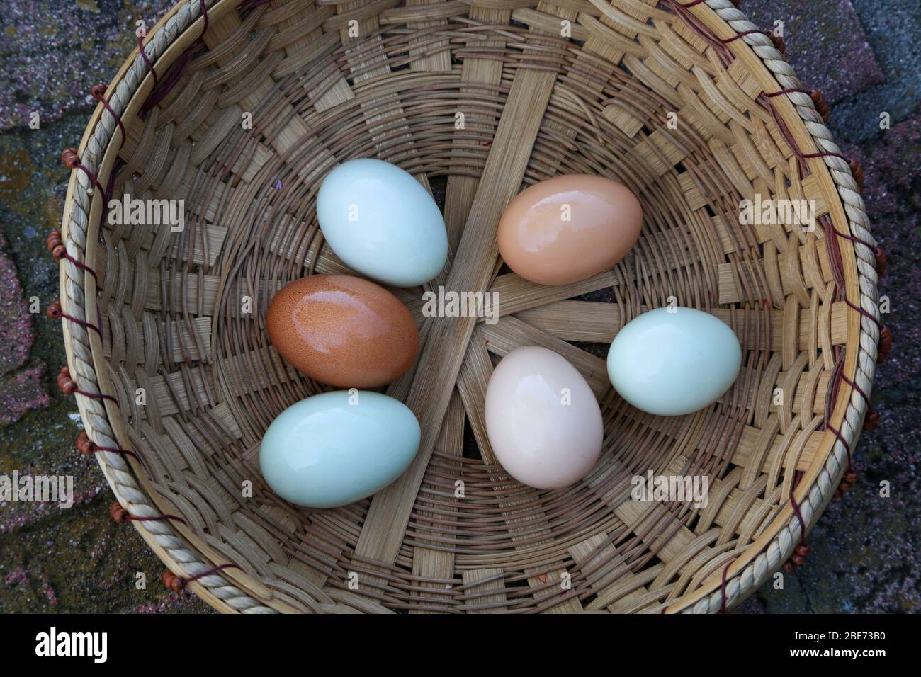 Bunte frische Bio-Eier in einem handgewebten Korb Stockfoto