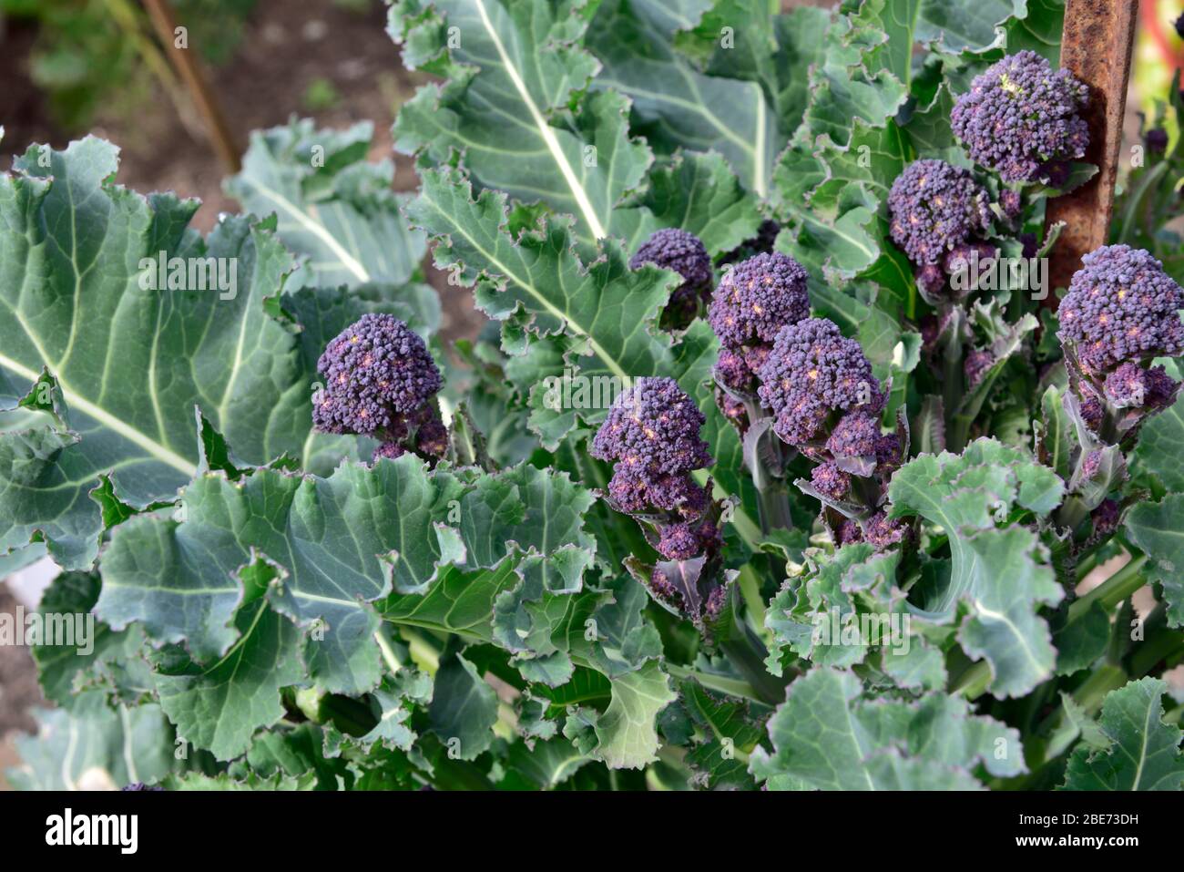 Lila sprießenden Broccoli (Brassica oleracea) wächst im Garten, Großbritannien Stockfoto