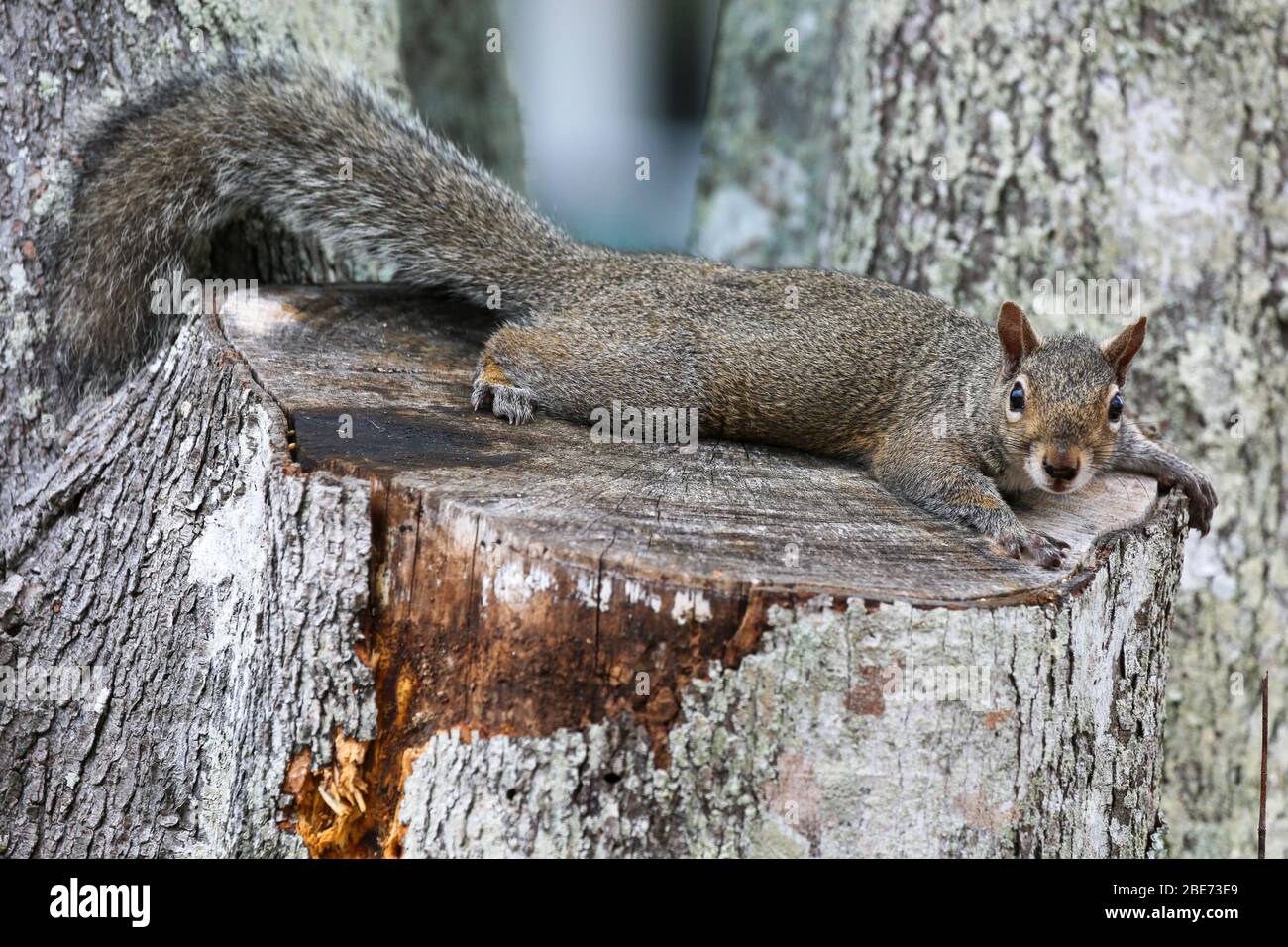 Eastern Grey Eichhörnchen auf einem Baumstumpf in Jacksonville Beach, Florida Stockfoto