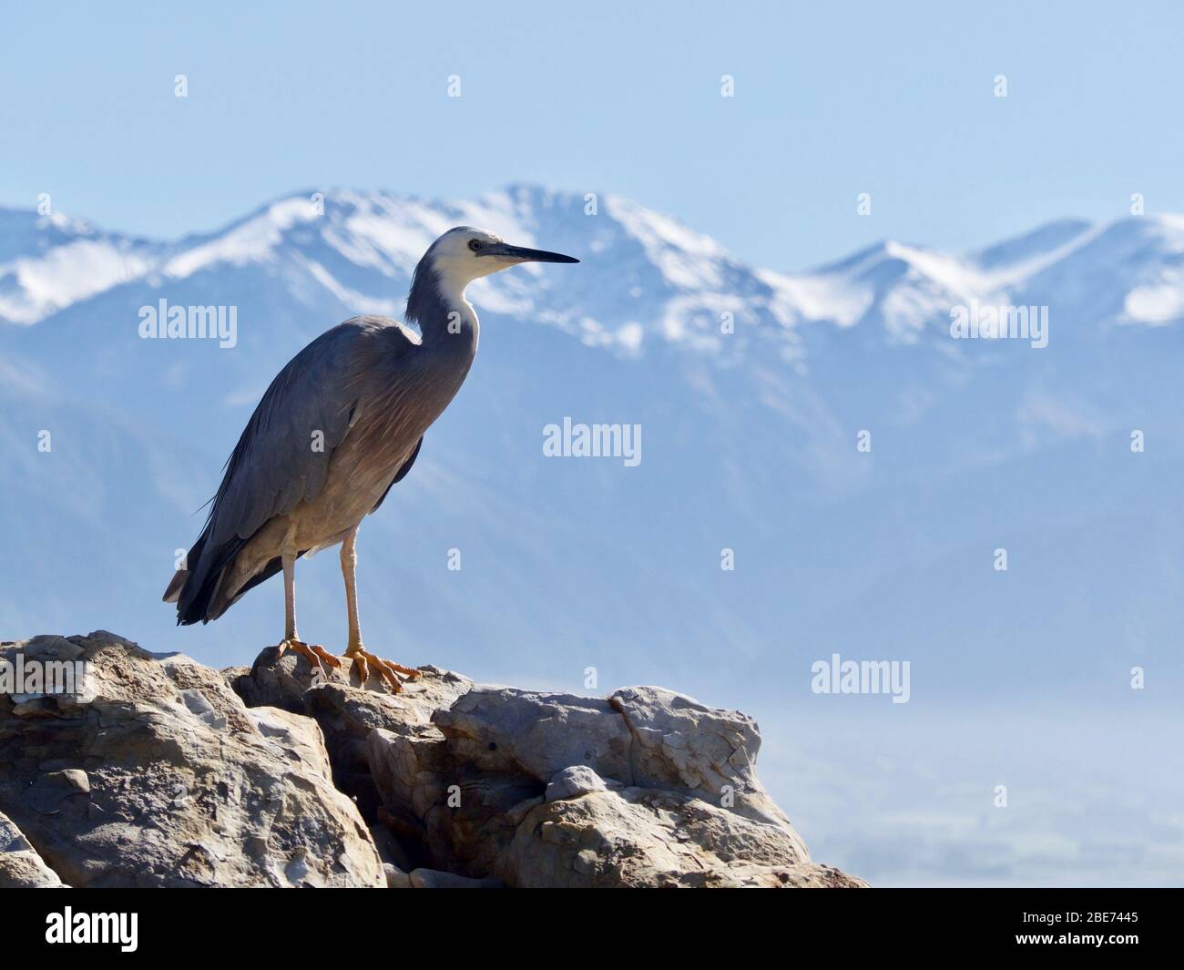 Weißgesichter Reiher (Egretta novaehollandiae), volles Porträt vor der Kulisse der schneebedeckten Kaikoura Seaward Ranges Stockfoto