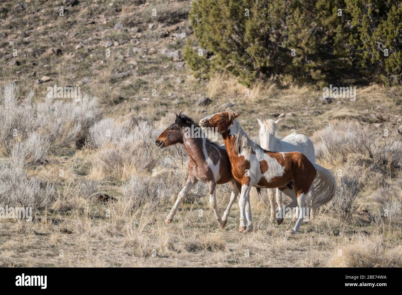 Wilde Pferde Sparring in Utah Stockfoto