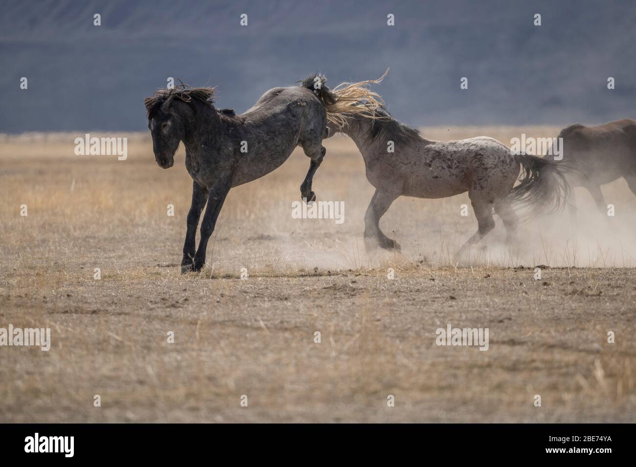 Wilde Pferde Sparring in Utah Stockfoto
