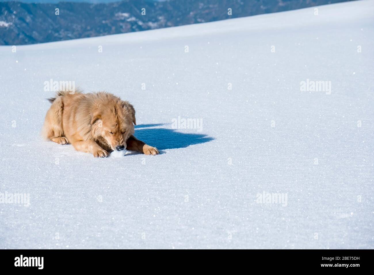 Ein Hund spielt auf Schnee in den Bergen Stockfoto