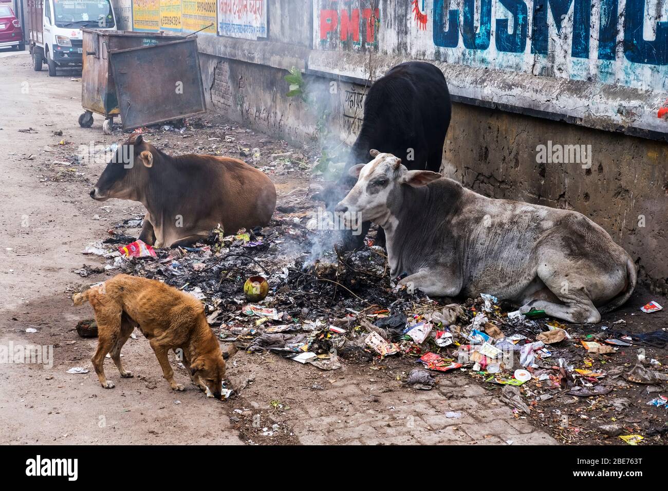 Brennender Müll und streunende Kühe und Hunde auf schmutzigen Straßen von Varanasi, Indien Stockfoto