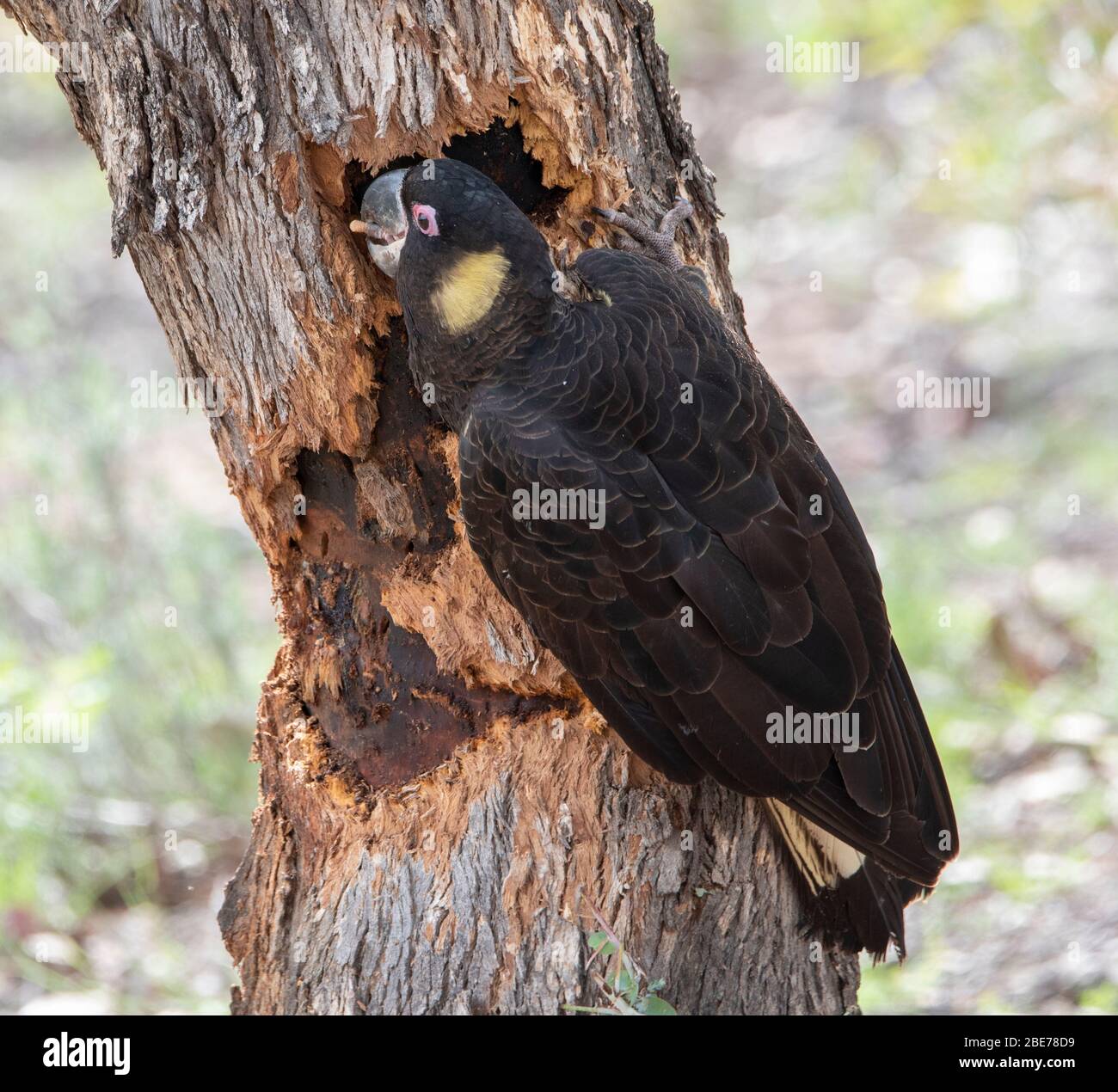 Gelbschwanz Schwarzer Kakadu (Calyptorhynchus funereus), Jagd nach Maden in der Rinde eines Baumes Stockfoto