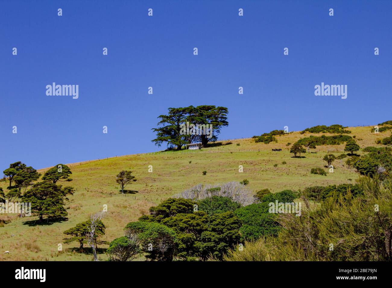 Grasbewachsenen Hügel mit Ständen aus Kiefer an einem sonnigen Tag Stockfoto