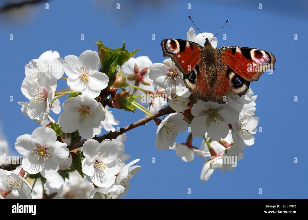 Zingst, Deutschland. April 2020. Ein Baum blüht, ein Schmetterling hat sich auf den Blüten niedergelassen. Mit dem gemeinnützigen Projekt "Naturgucker" fördert der Natur- und Biodiversitätsschutzbund Deutschland (NABU) derzeit Beobachtungen von Pflanzen und Tieren in der Landschaft. Auf dem Internetportal "Naturgucker" können Beobachter ihre Sichtungen aus der Wildnis oder vom eigenen Balkon aus melden. Quelle: Bernd Wüstneck/dpa-Zentralbild/ZB/dpa/Alamy Live News Stockfoto