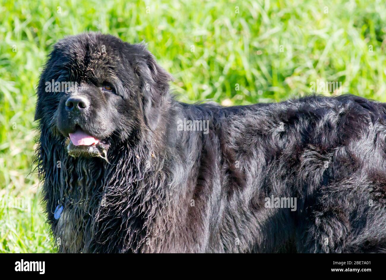 Schwarzer Hund mit zotteligen Haaren aus nächster Nähe Stockfotografie -  Alamy