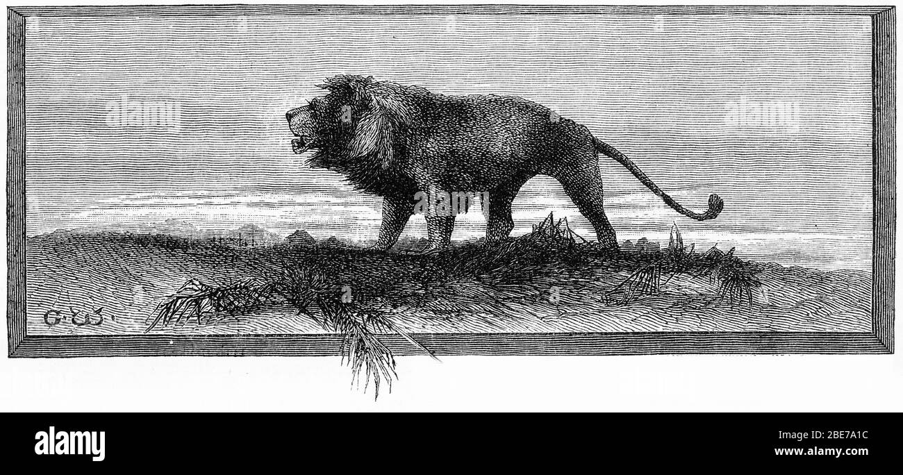 Gravur eines afrikanischen Löwen auf der Jagd nach den Plänen Afrikas Stockfoto