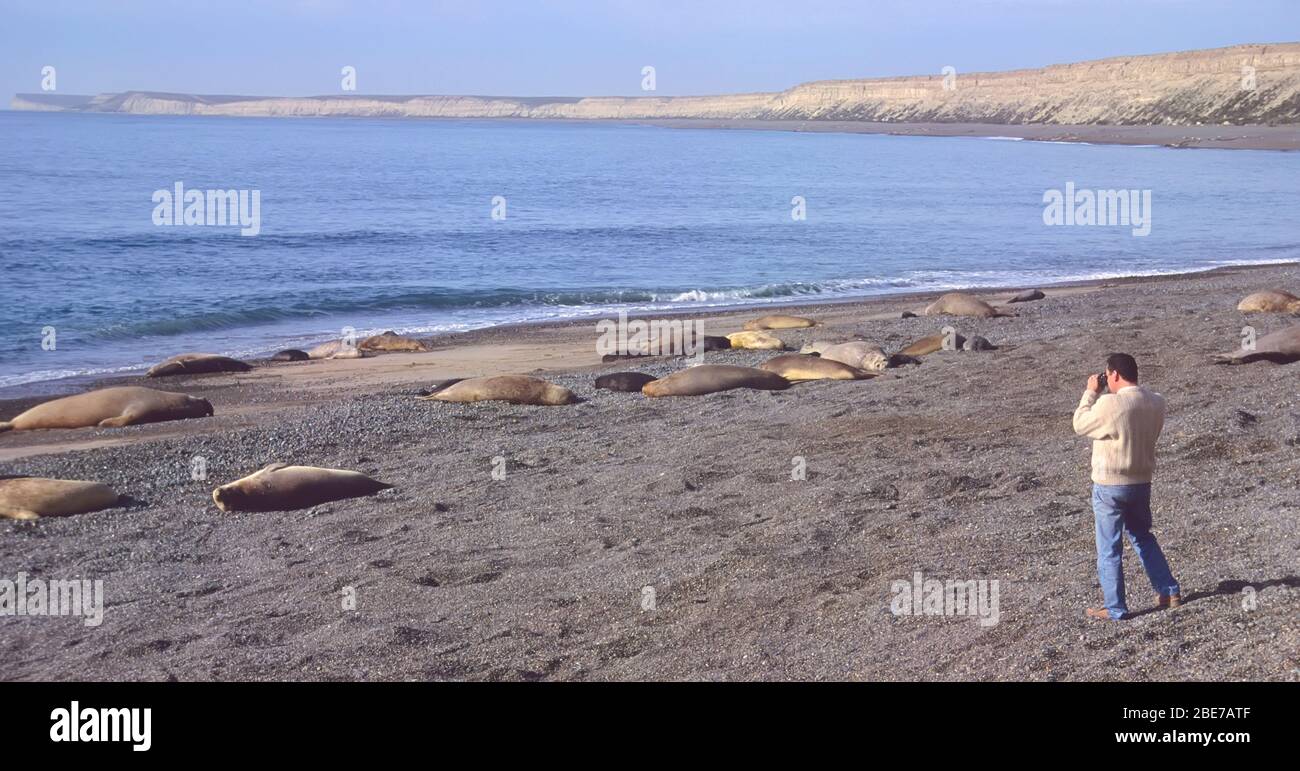 Fotografieren von Seehunden auf der Halbinsel Valdes, Provinz Chubut, Patagonien, Argentinien Stockfoto