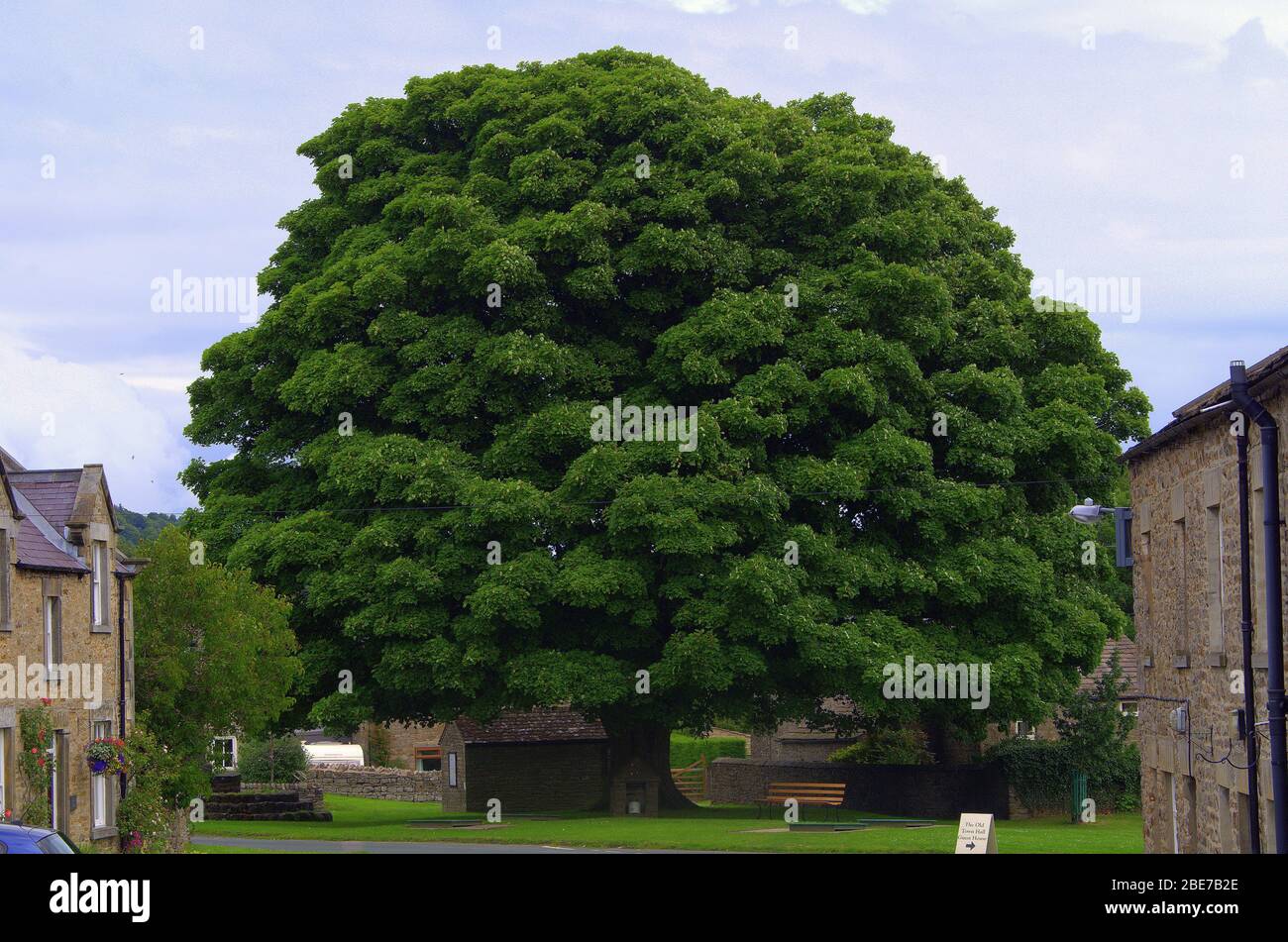 500 Jahre alter Baum in Redmire, NorthYorkshire, Vereinigtes Königreich Stockfoto