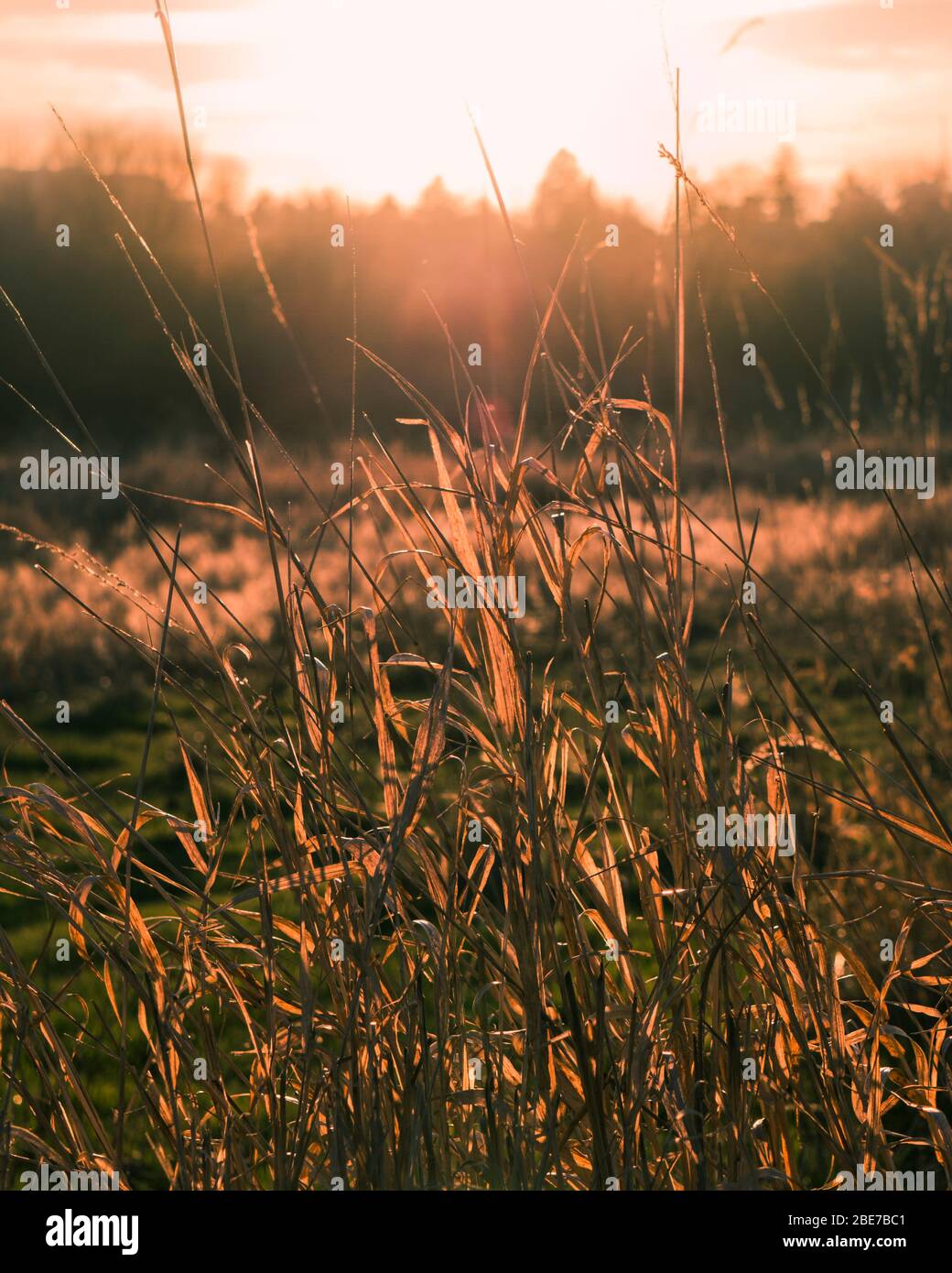 Bunte Pflanzen und Gras auf dem Feld. Stockfoto