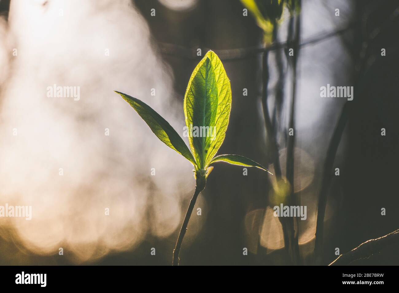 Sonnenlicht geht durch die kleinen Blätter Stockfoto