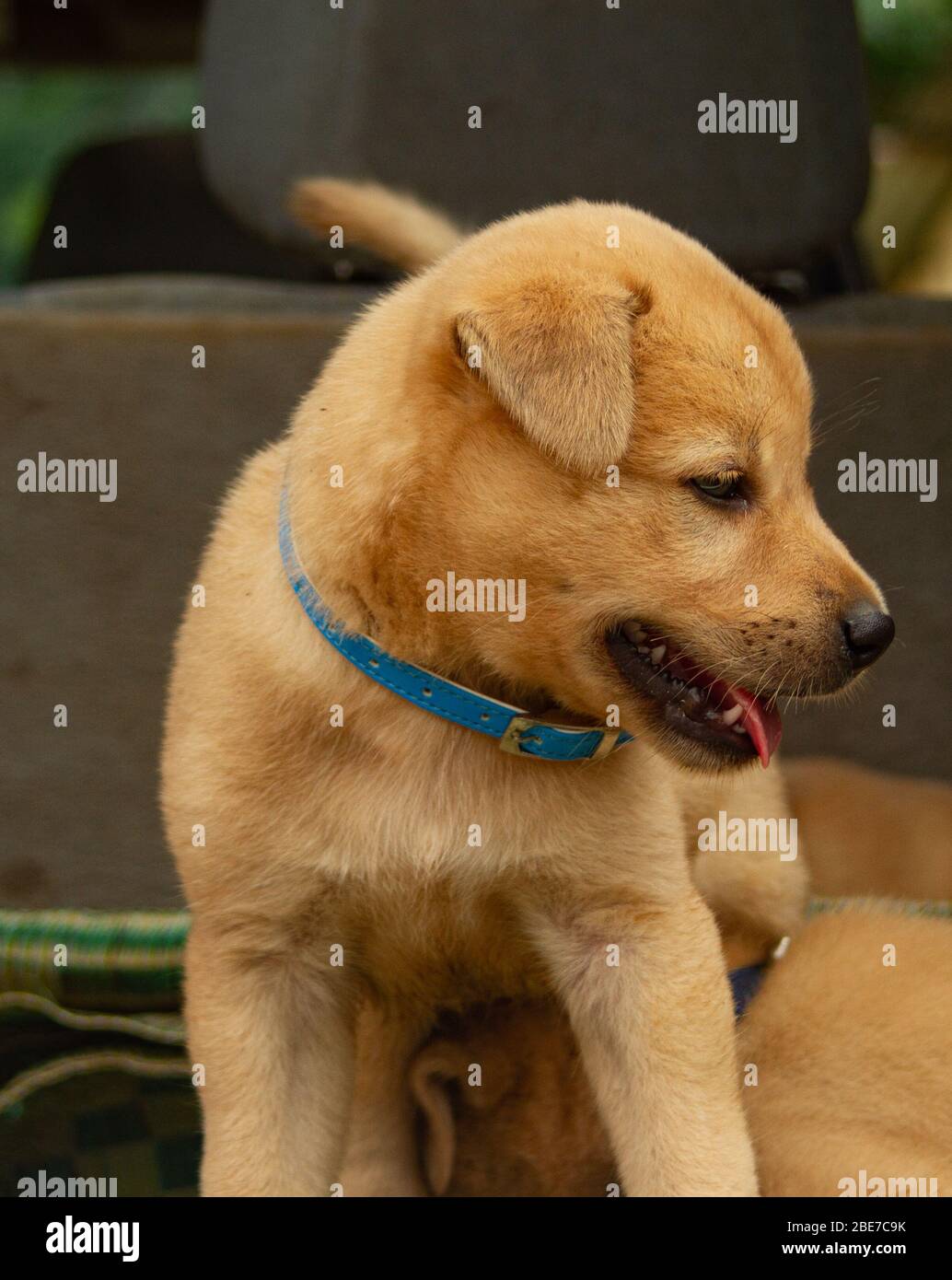 Hunde, die tierärztliche Betreuung benötigen Stockfoto