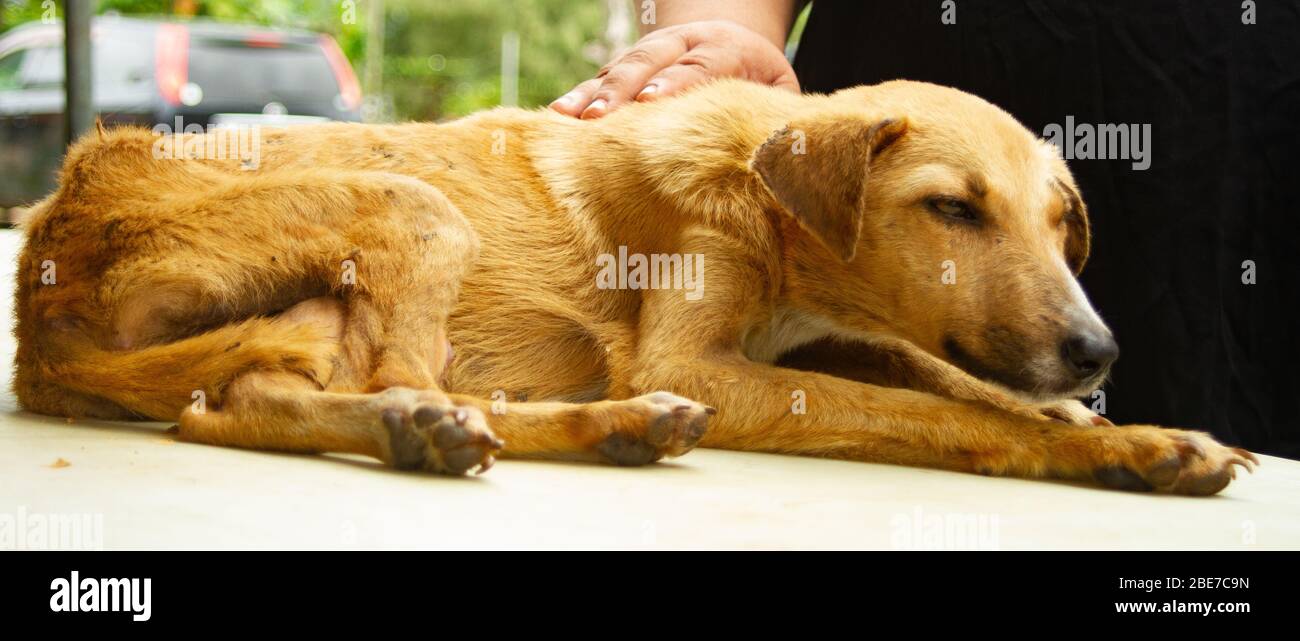 Hunde, die tierärztliche Betreuung benötigen Stockfoto