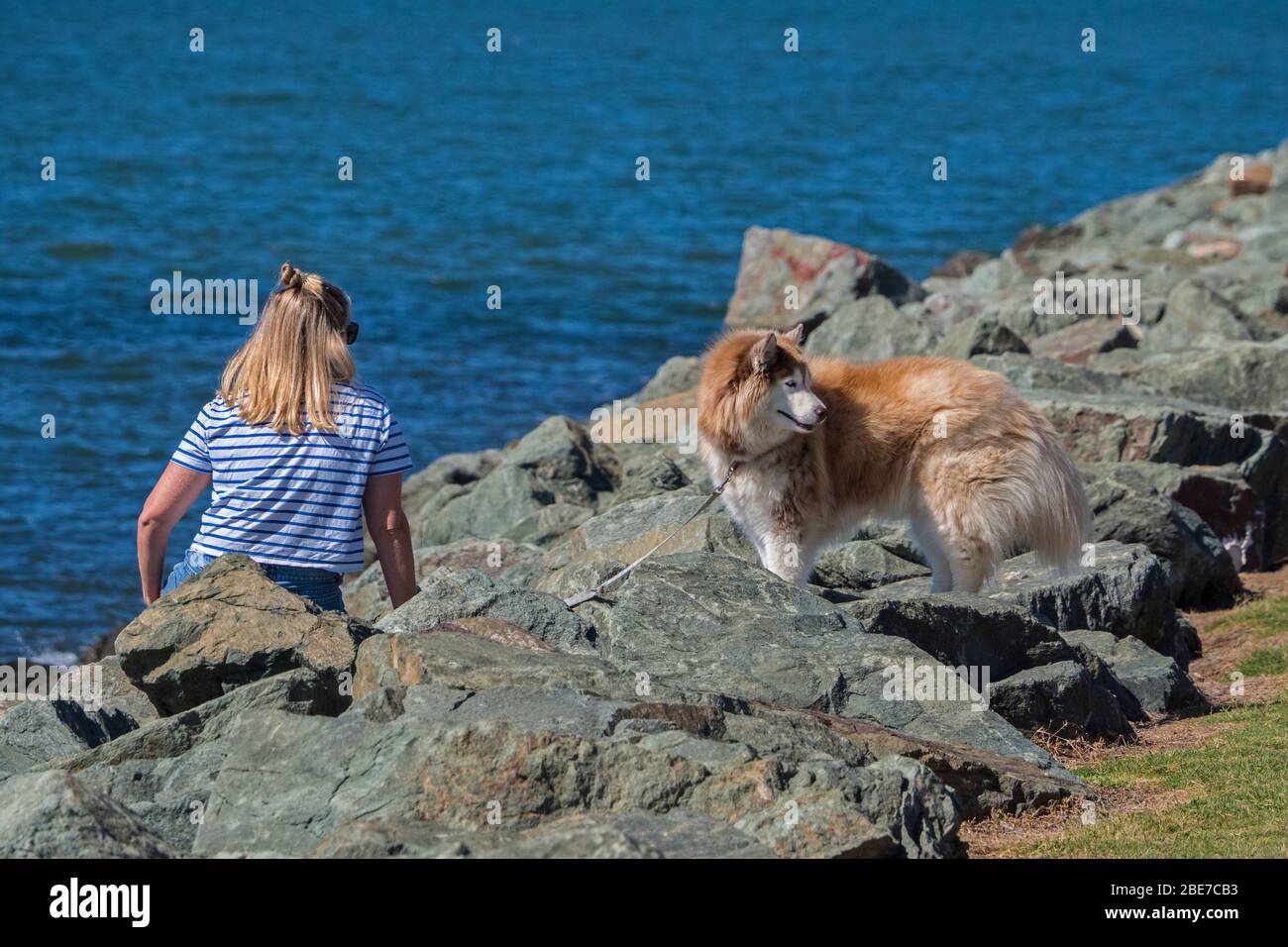 Frau, die sich ausruhte, während sie am Strand mit Hund spazieren ging Stockfoto