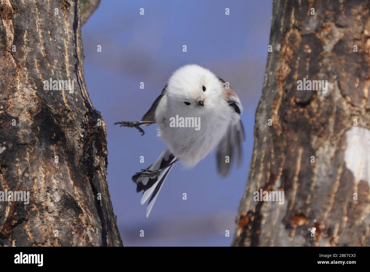 Aegithalos Caudatus Japoncus Stockfoto